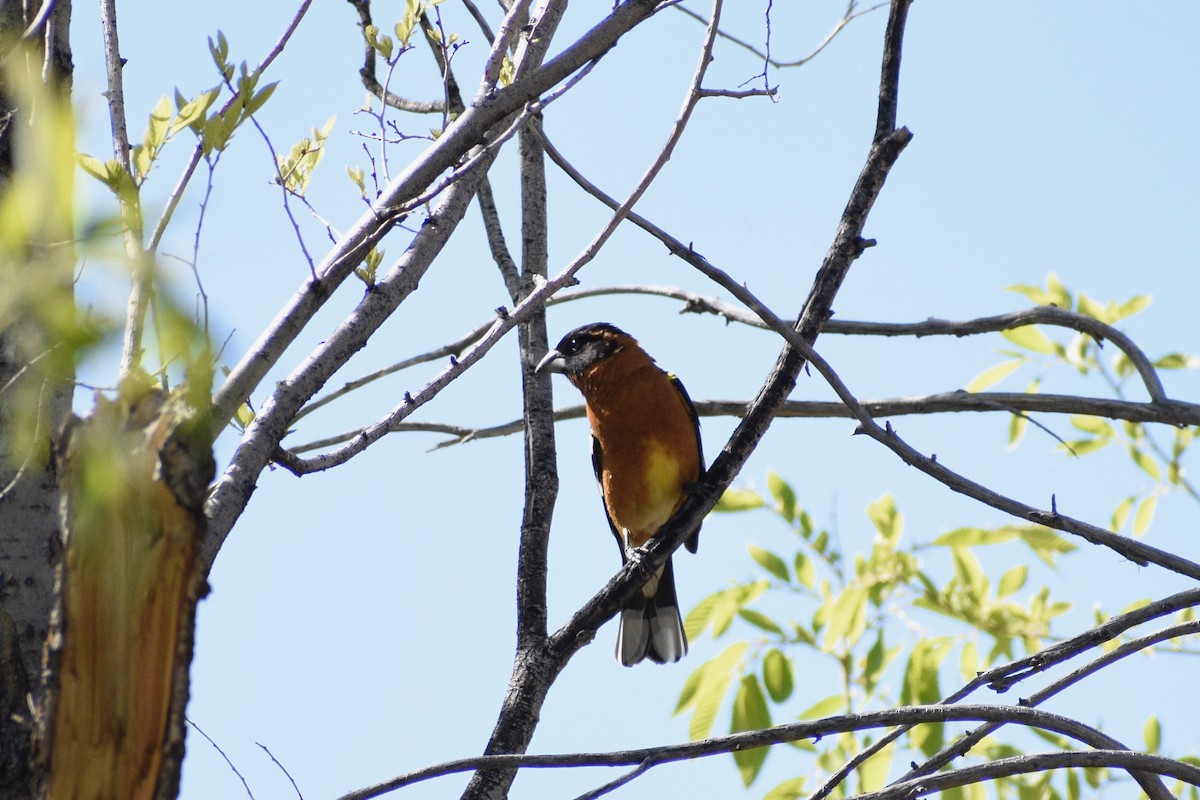 Cardinal à tête noire - ML338289801