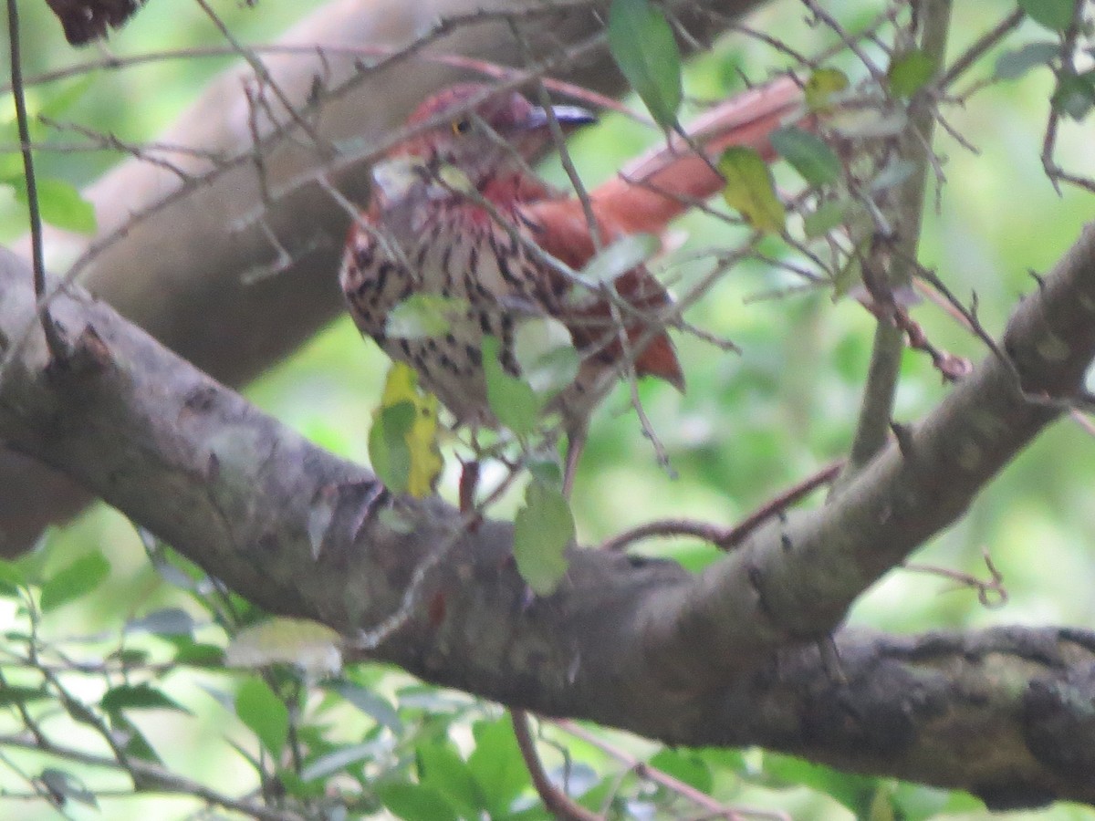 Brown Thrasher - ML338289861