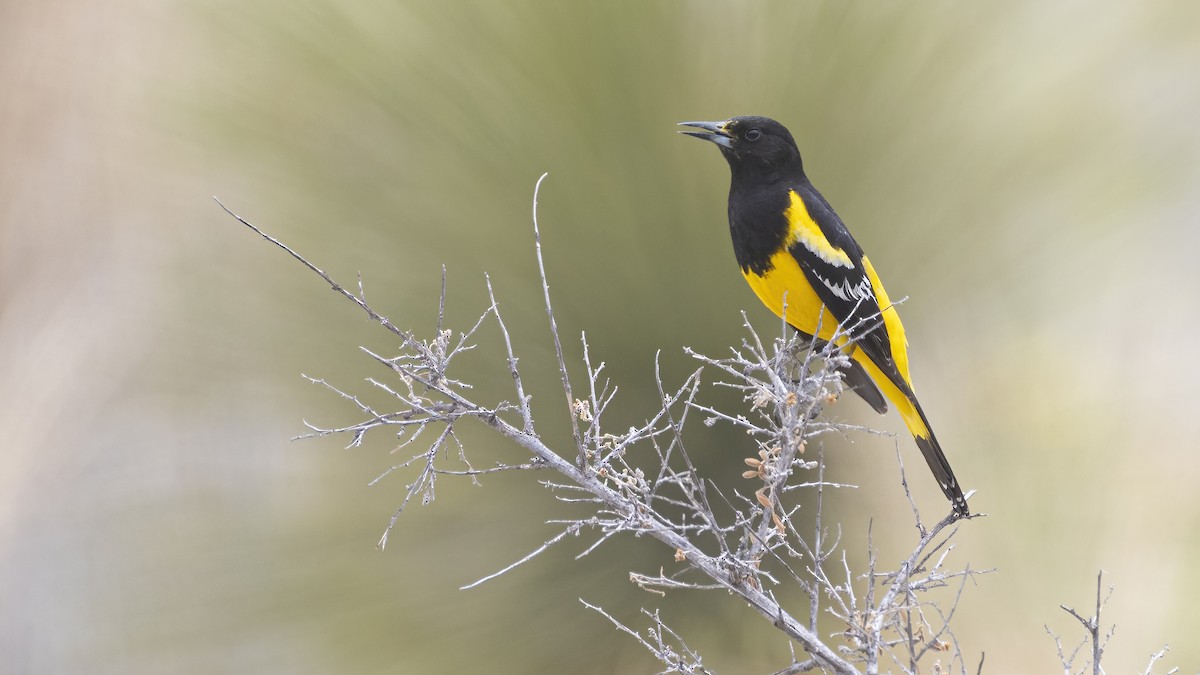 Scott's Oriole - ML338289981