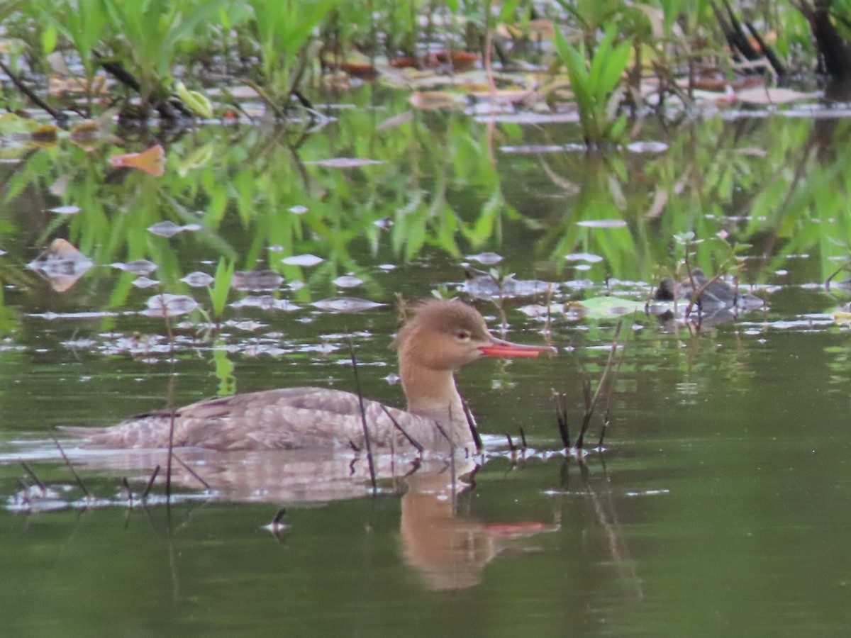 Red-breasted Merganser - ML338292021