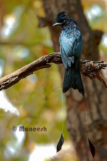 Greater Racket-tailed Drongo - ML33829211