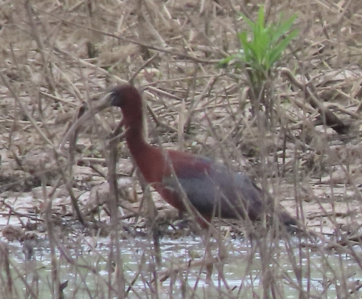 Glossy Ibis - ML338292661