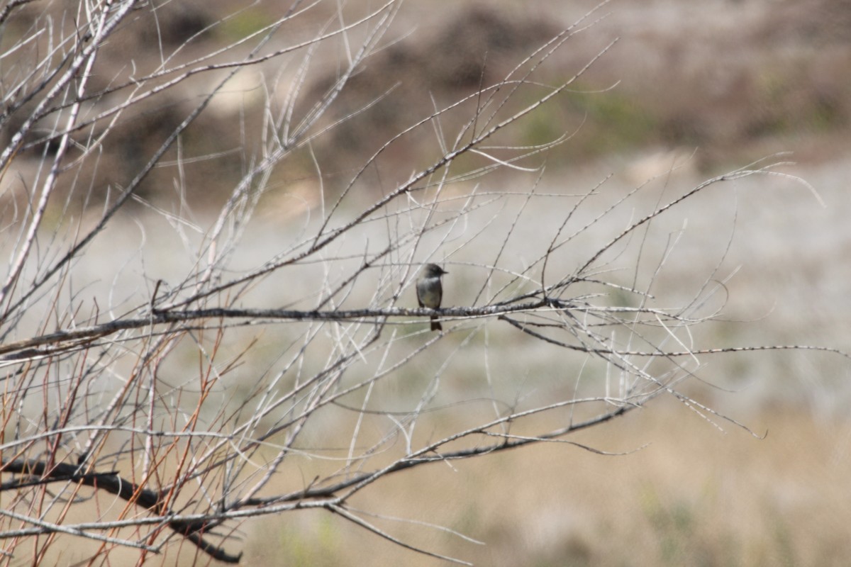 Hammond's Flycatcher - ML338294101