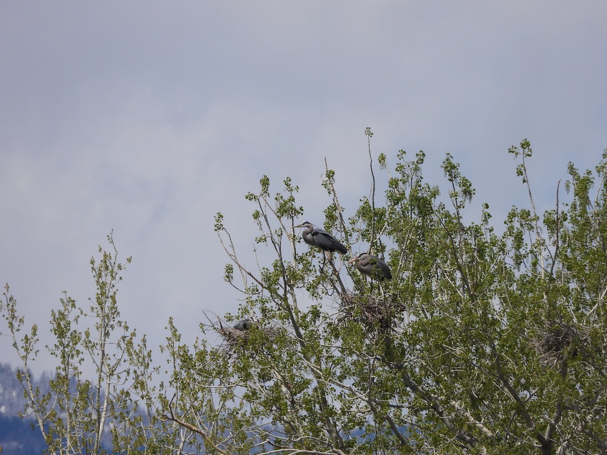 Great Blue Heron - ML338294291