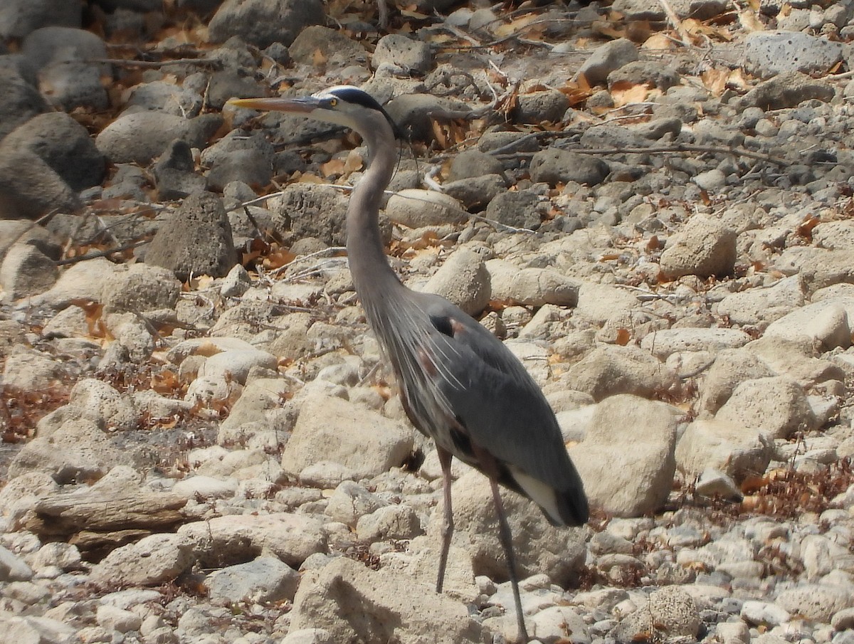 Great Blue Heron - ML338294301