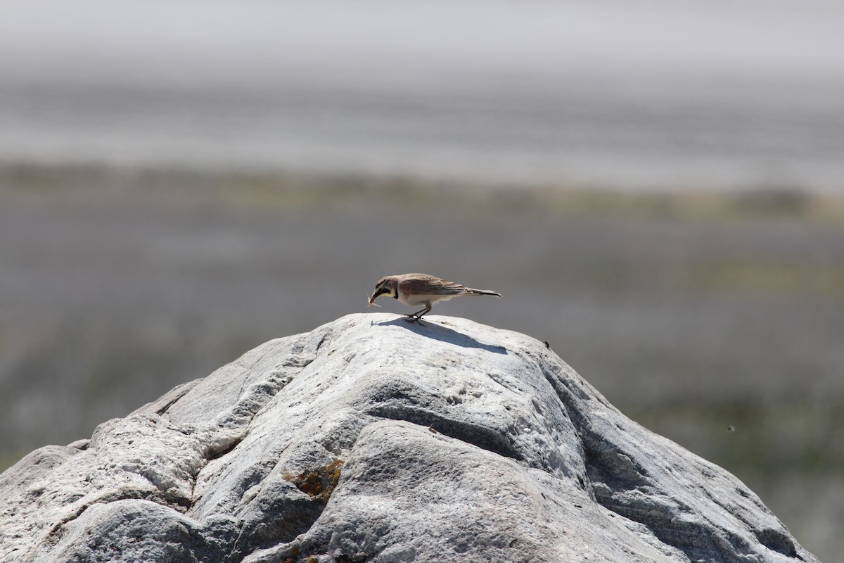 Horned Lark - ML338295191