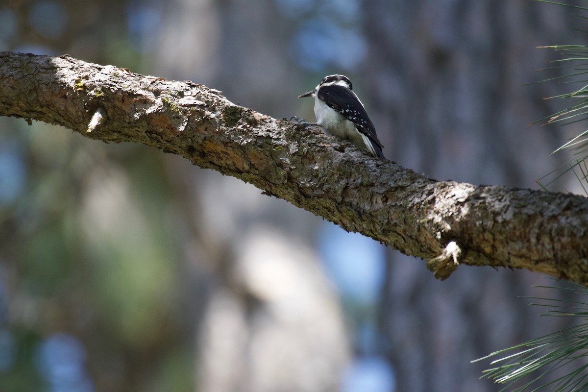 Hairy Woodpecker - Johan Bergkvist