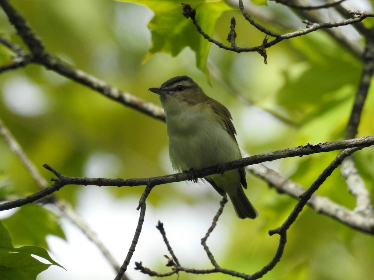 Red-eyed Vireo - Ben Douglas