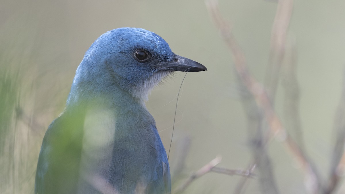 Mexican Jay - Bryan Calk