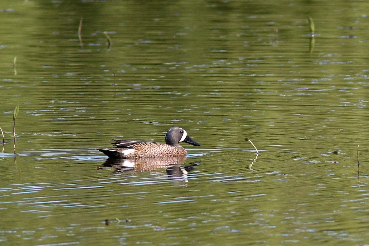 Blue-winged Teal - Marie O'Shaughnessy