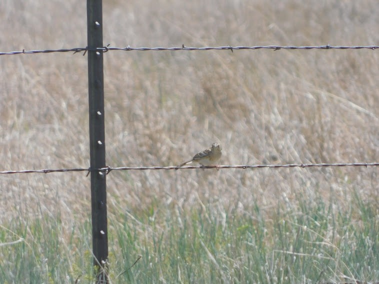 Chingolo Saltamontes - ML338299241