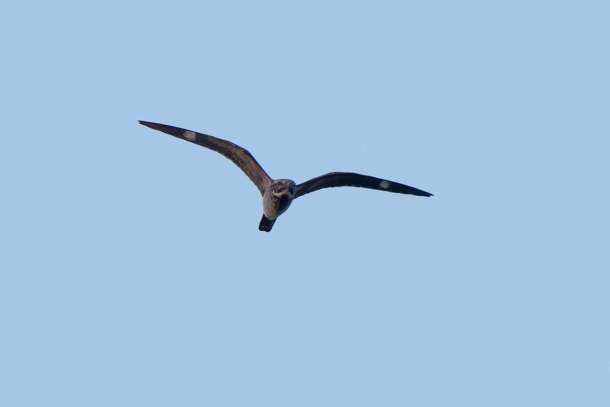 Common Nighthawk - Joel Marcinik