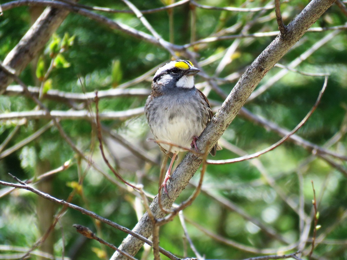 White-throated Sparrow - ML338302931