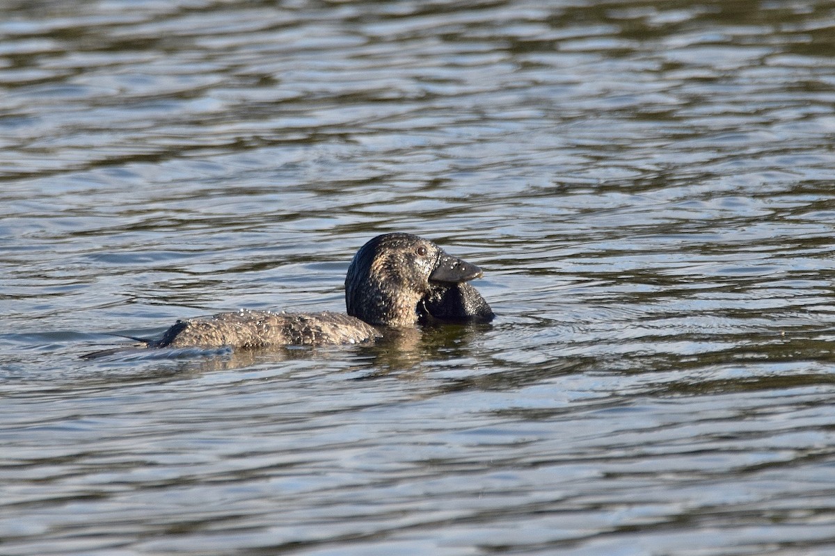 Musk Duck - ML338303761