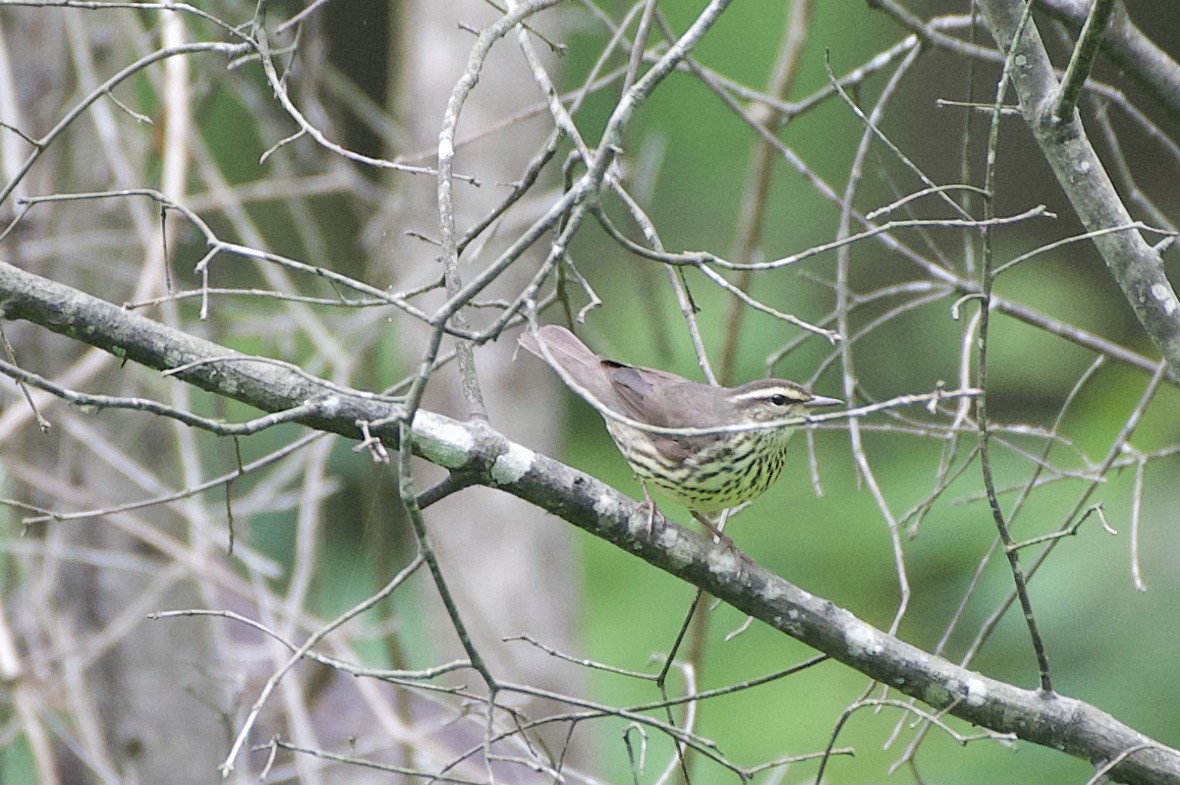 Northern Waterthrush - ML338304031