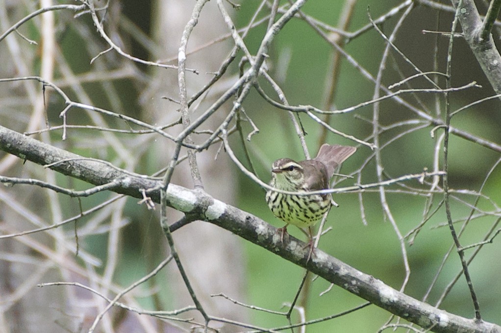 Northern Waterthrush - ML338304051