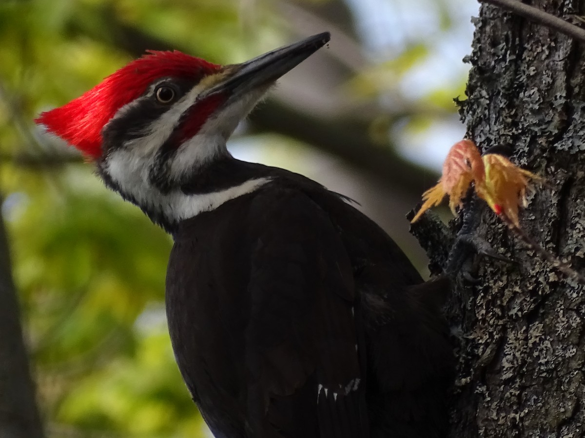 Pileated Woodpecker - ML338304591