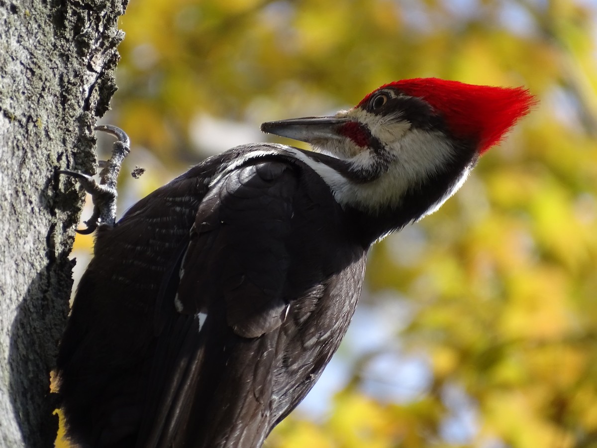 Pileated Woodpecker - ML338304651