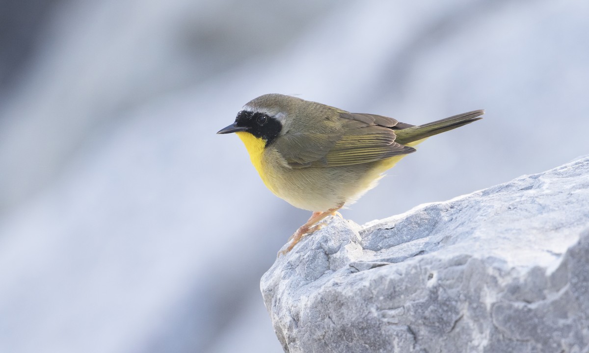 Common Yellowthroat - Heather Wolf