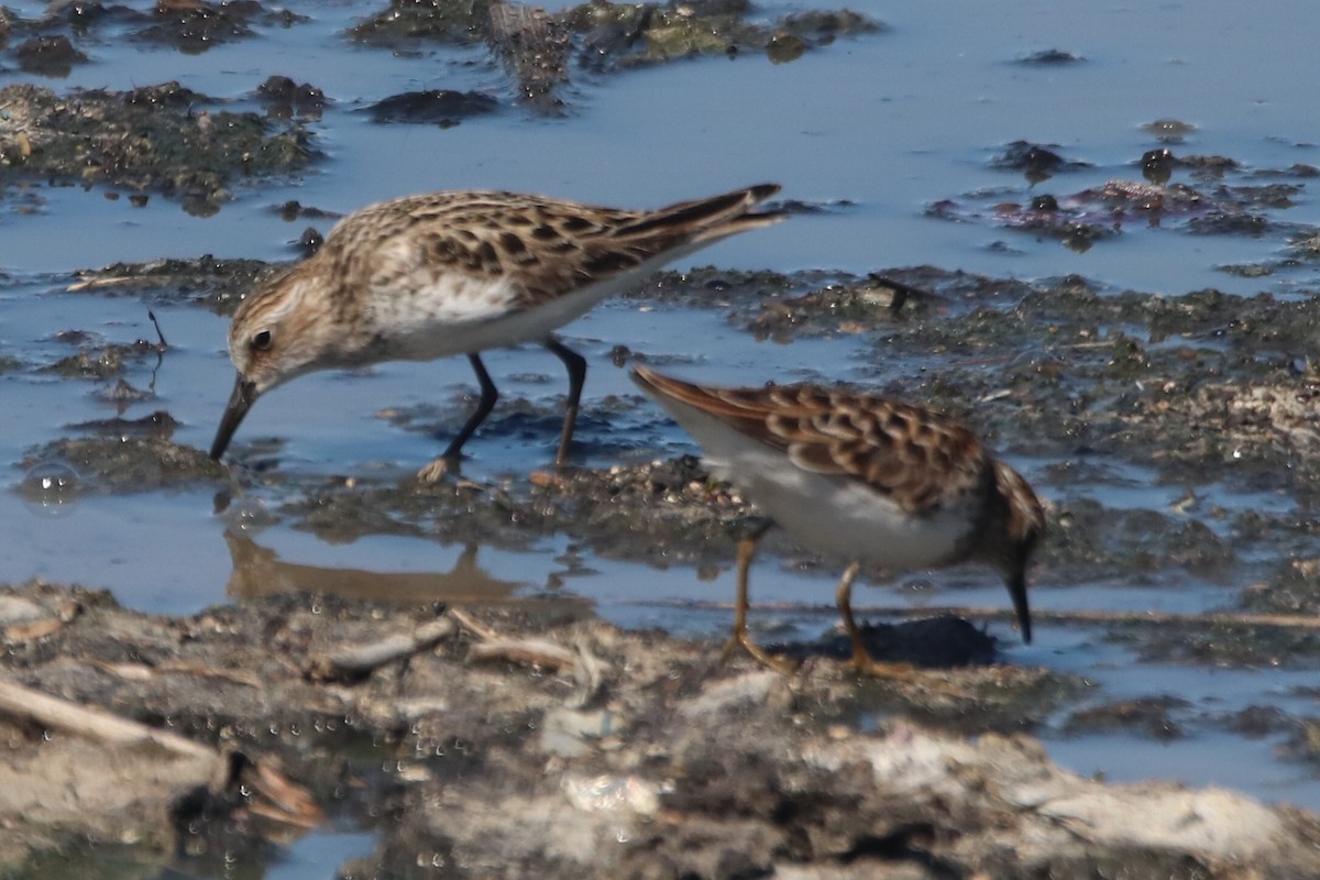 gulbrystsnipe - ML338307111