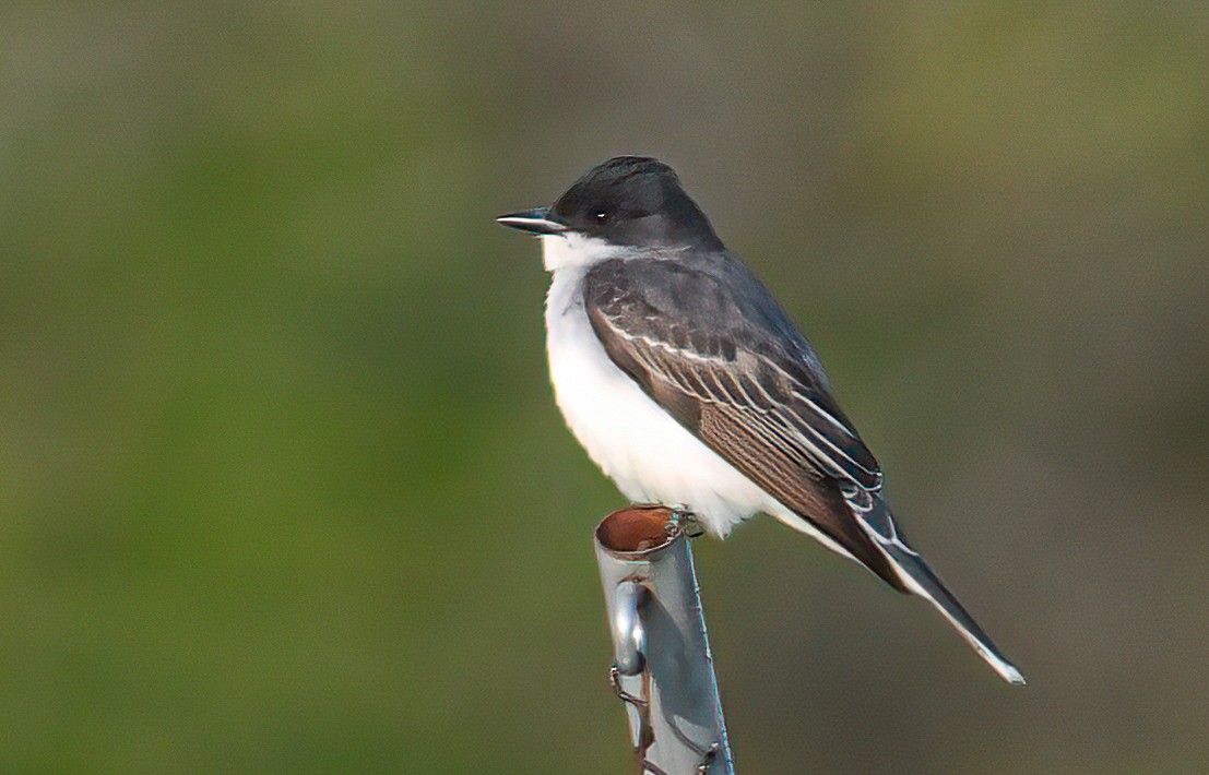 Eastern Kingbird - ML338307711