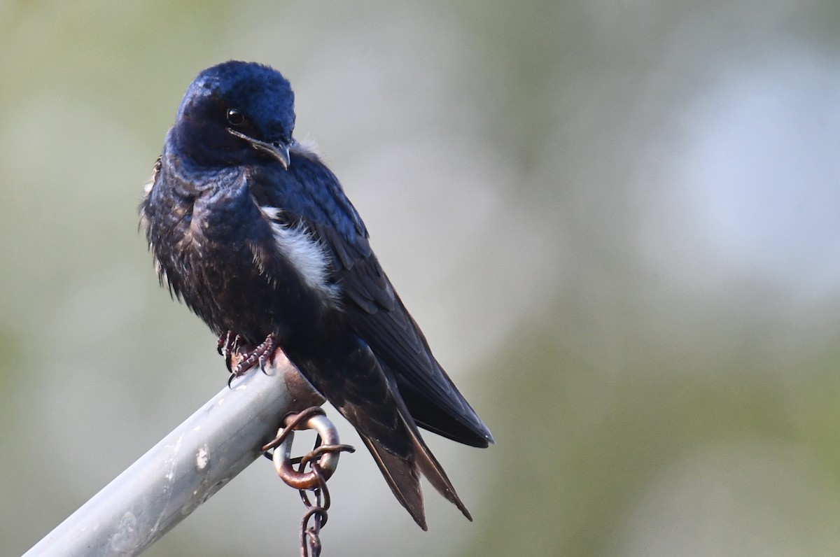 Purple Martin - ML338307821