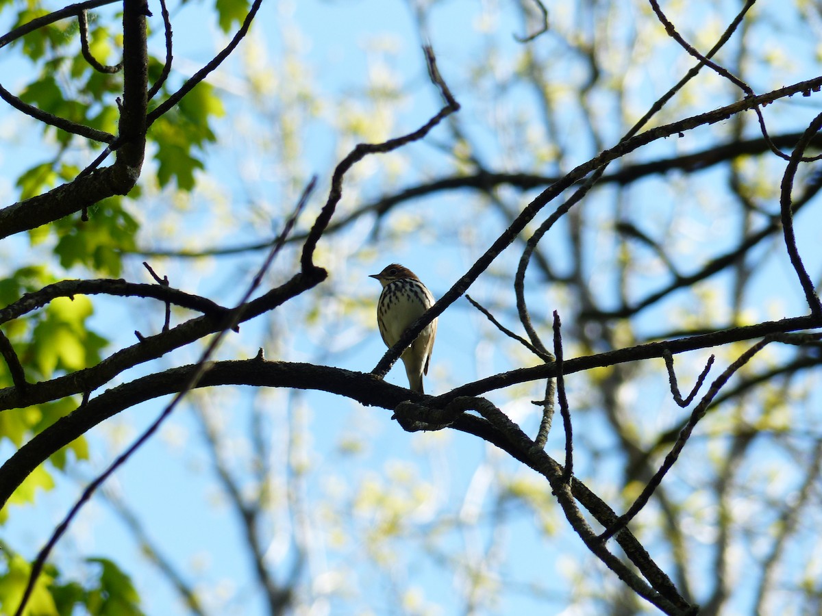 Ovenbird - ML338308001