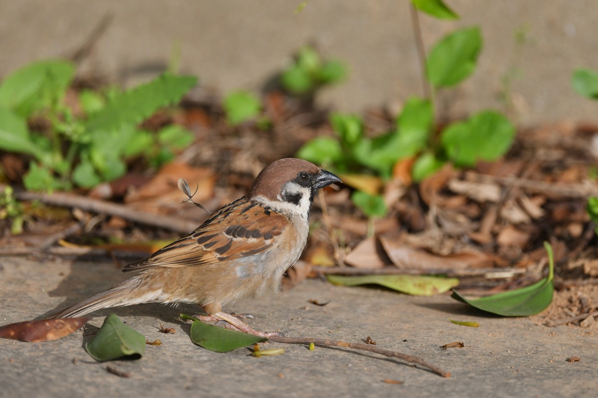 Eurasian Tree Sparrow - ML338312471