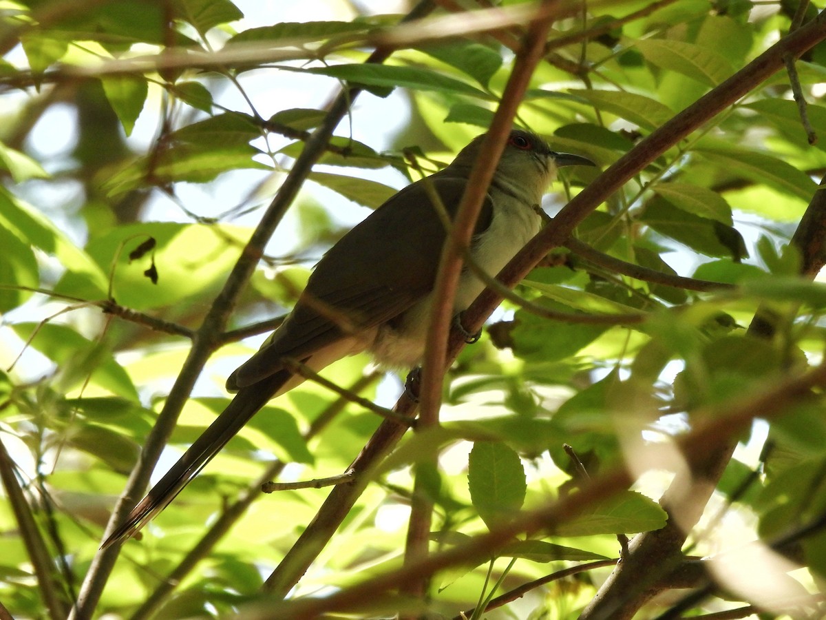 Black-billed Cuckoo - Dan O'Brien