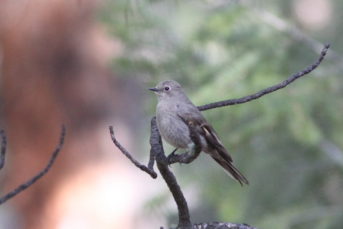 Townsend's Solitaire - ML338314691