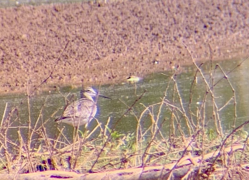 Greater Yellowlegs - ML338314781