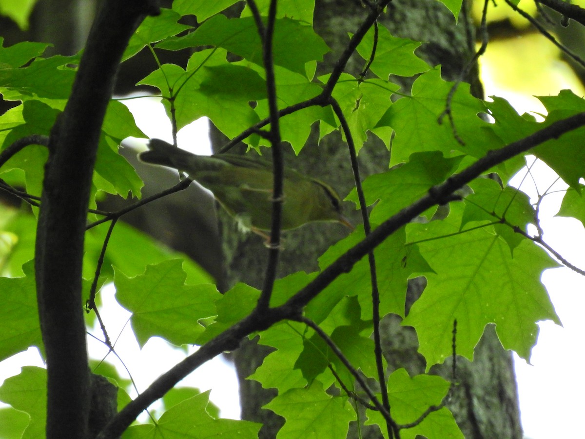 Worm-eating Warbler - Ron Bicknell