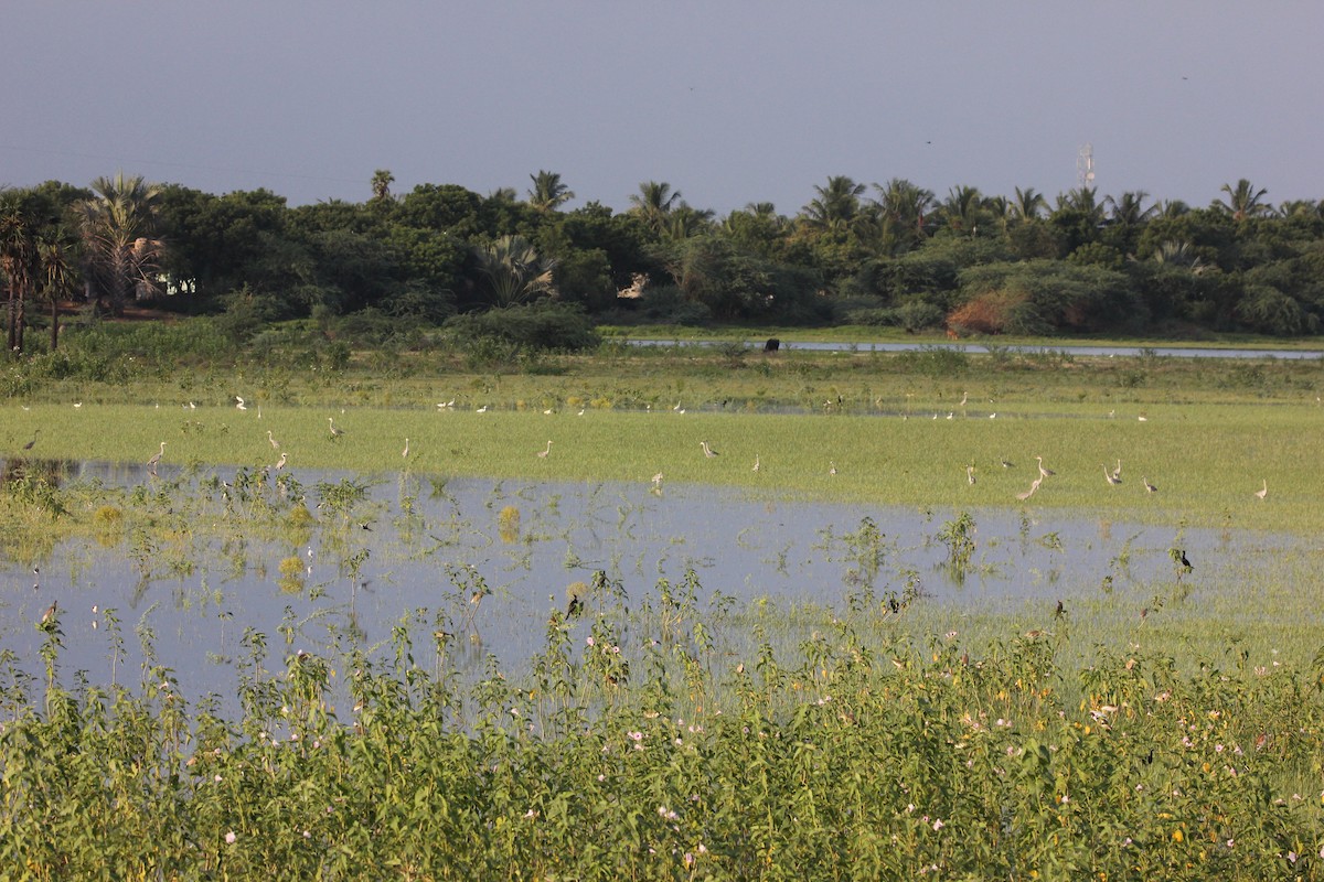 Gray Heron - ML33831521