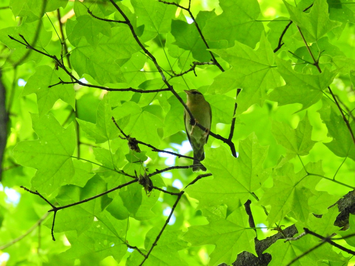 Worm-eating Warbler - ML338315251