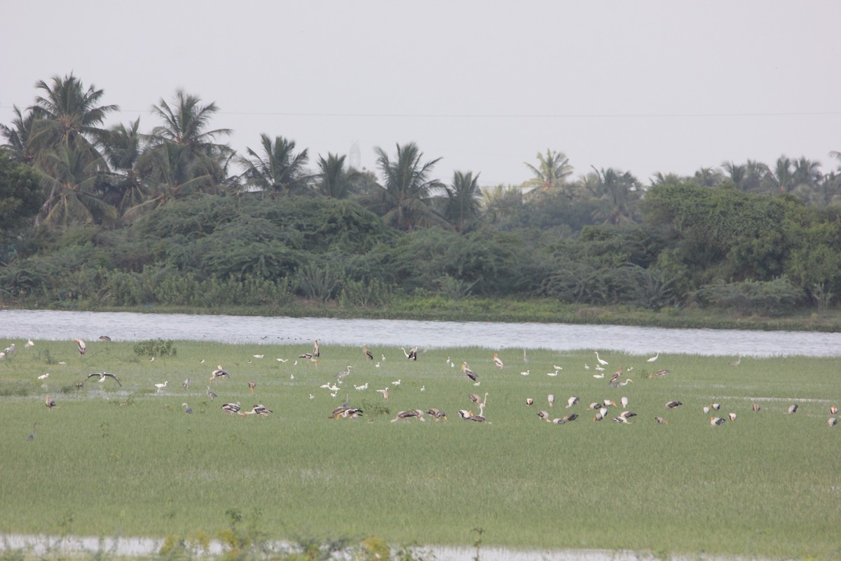 Gray Heron - ML33831531