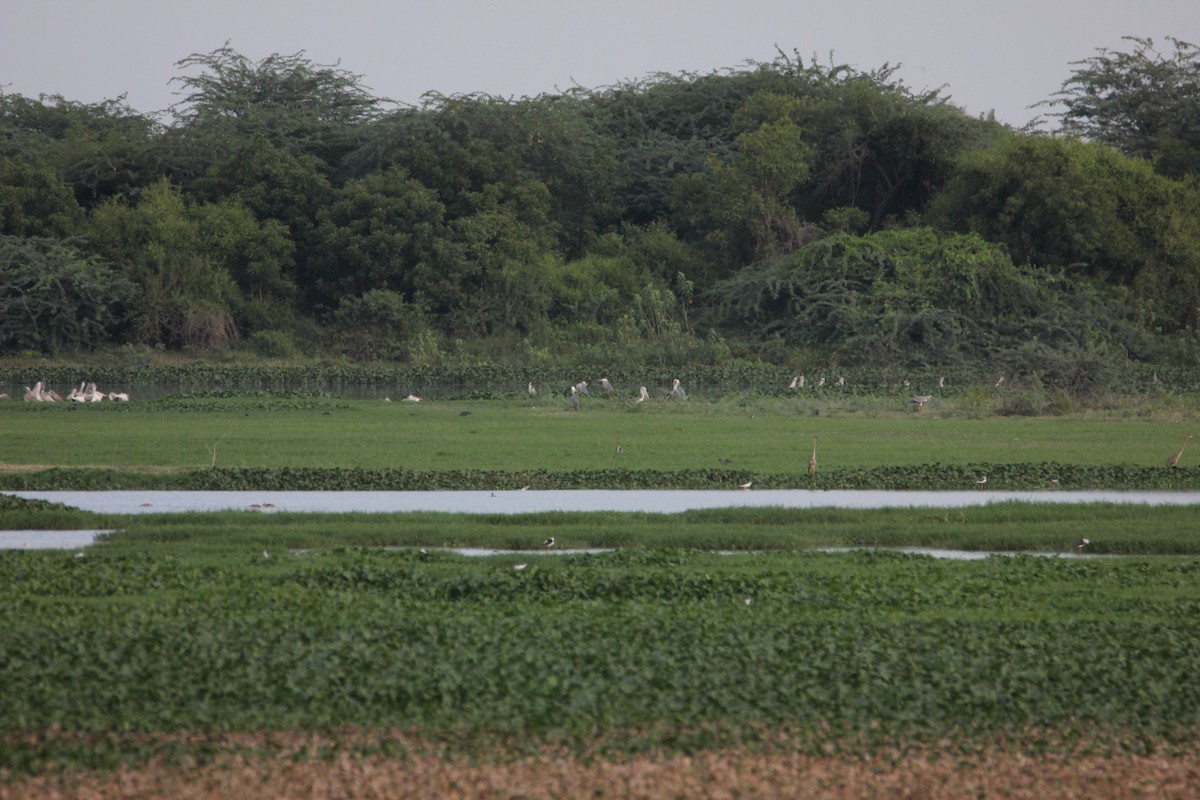 Gray Heron - ML33831571