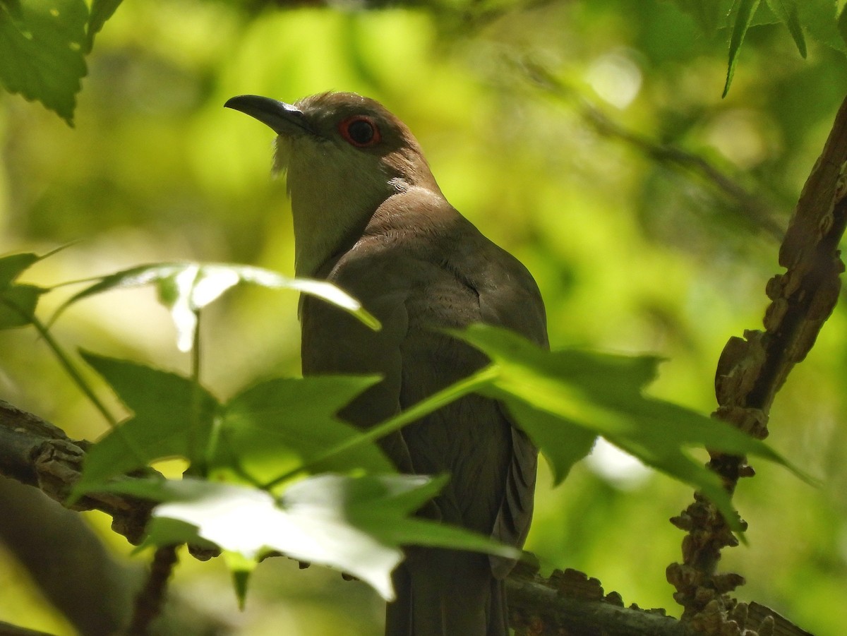 Black-billed Cuckoo - ML338317521