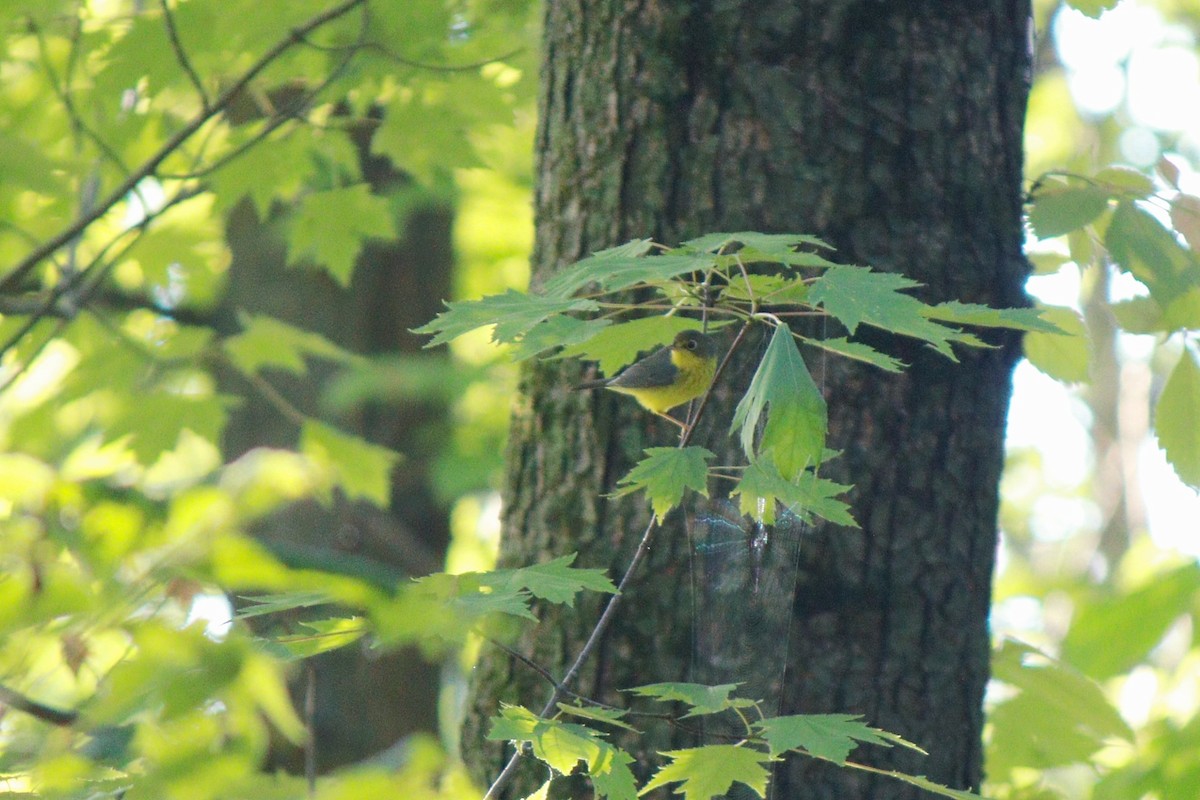 Canada Warbler - ML33831781