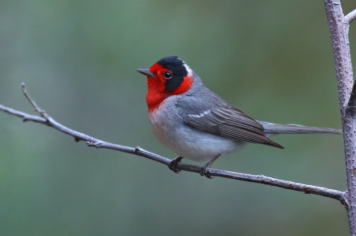 Red-faced Warbler - ML338318311