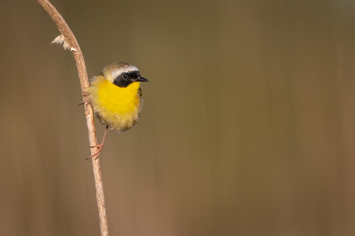 Common Yellowthroat - ML338318541