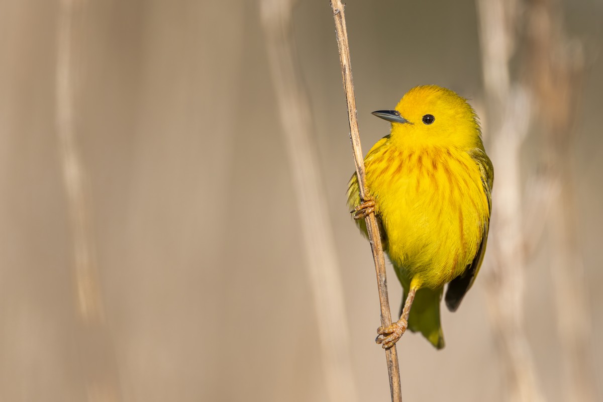 Yellow Warbler - ML338318611