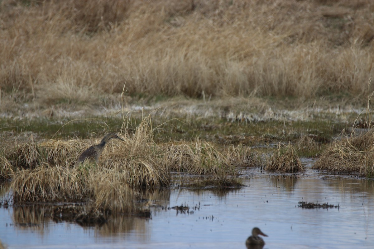 American Bittern - ML338319141