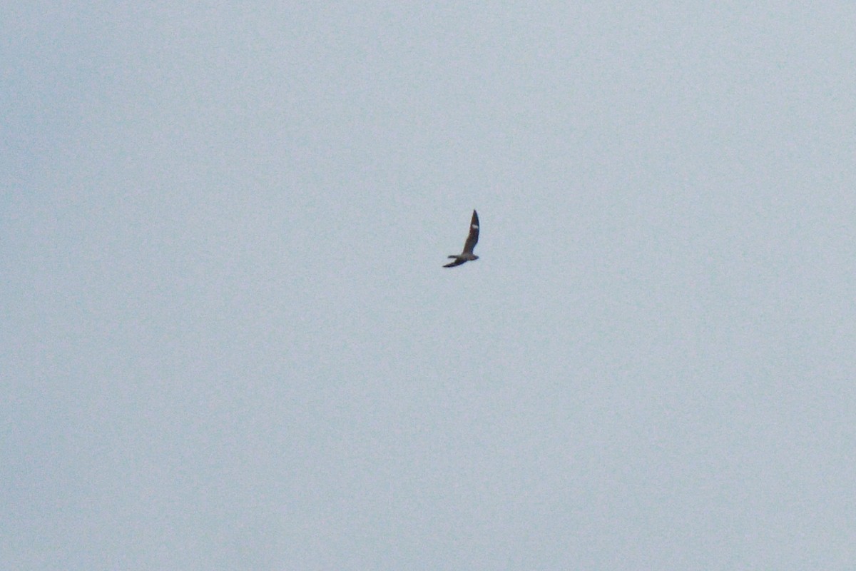 Common Nighthawk - ML33831931