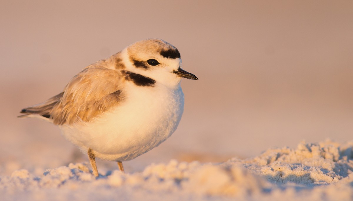 Snowy Plover - ML33832101