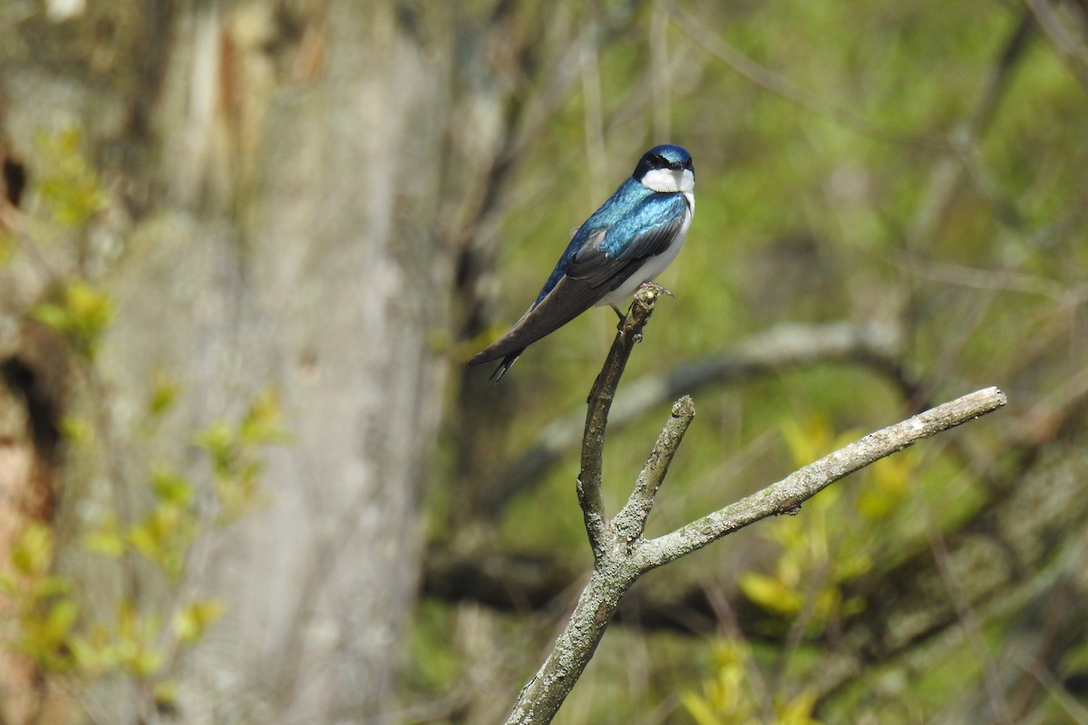 Tree Swallow - ML338321081