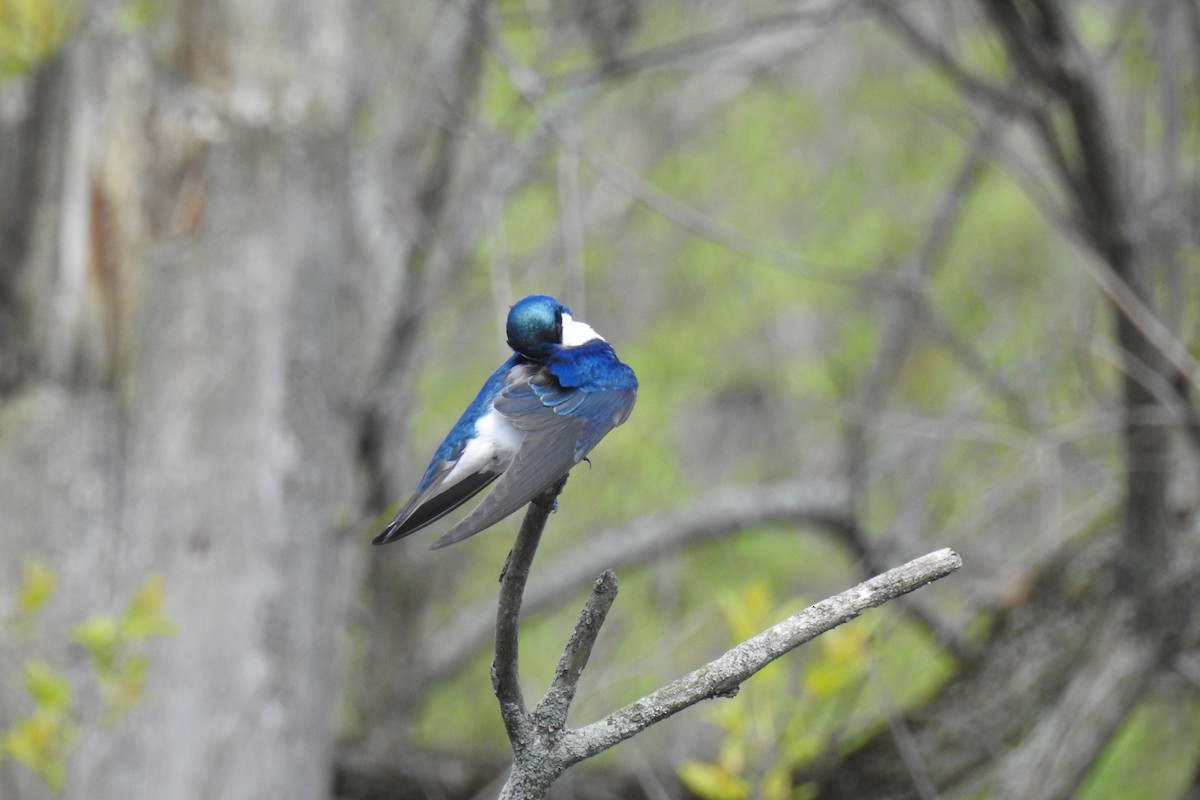 Tree Swallow - ML338321361