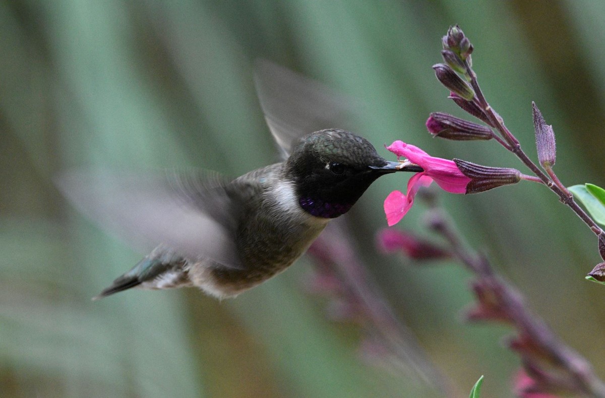 Black-chinned Hummingbird - Peter Billingham