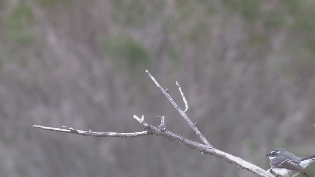 Gray Fantail (preissi) - ML338321901