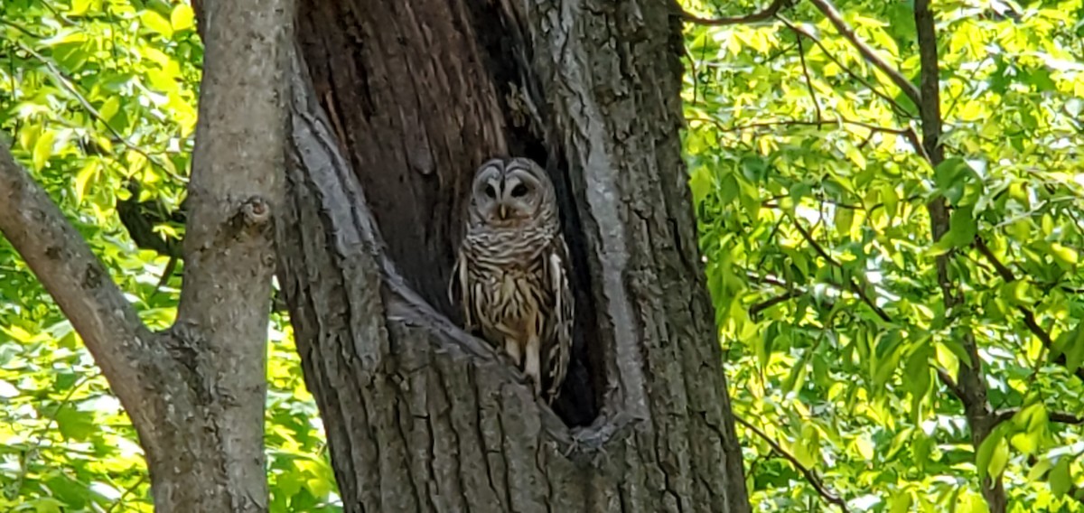 Barred Owl - ML338322831