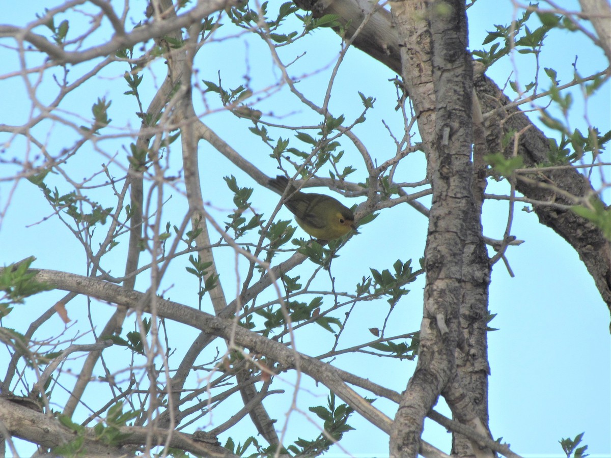 Wilson's Warbler - ML338324061